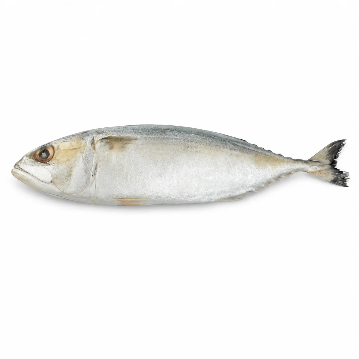 Mackerel Whole