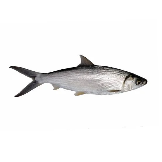 Milk Fish Whole
