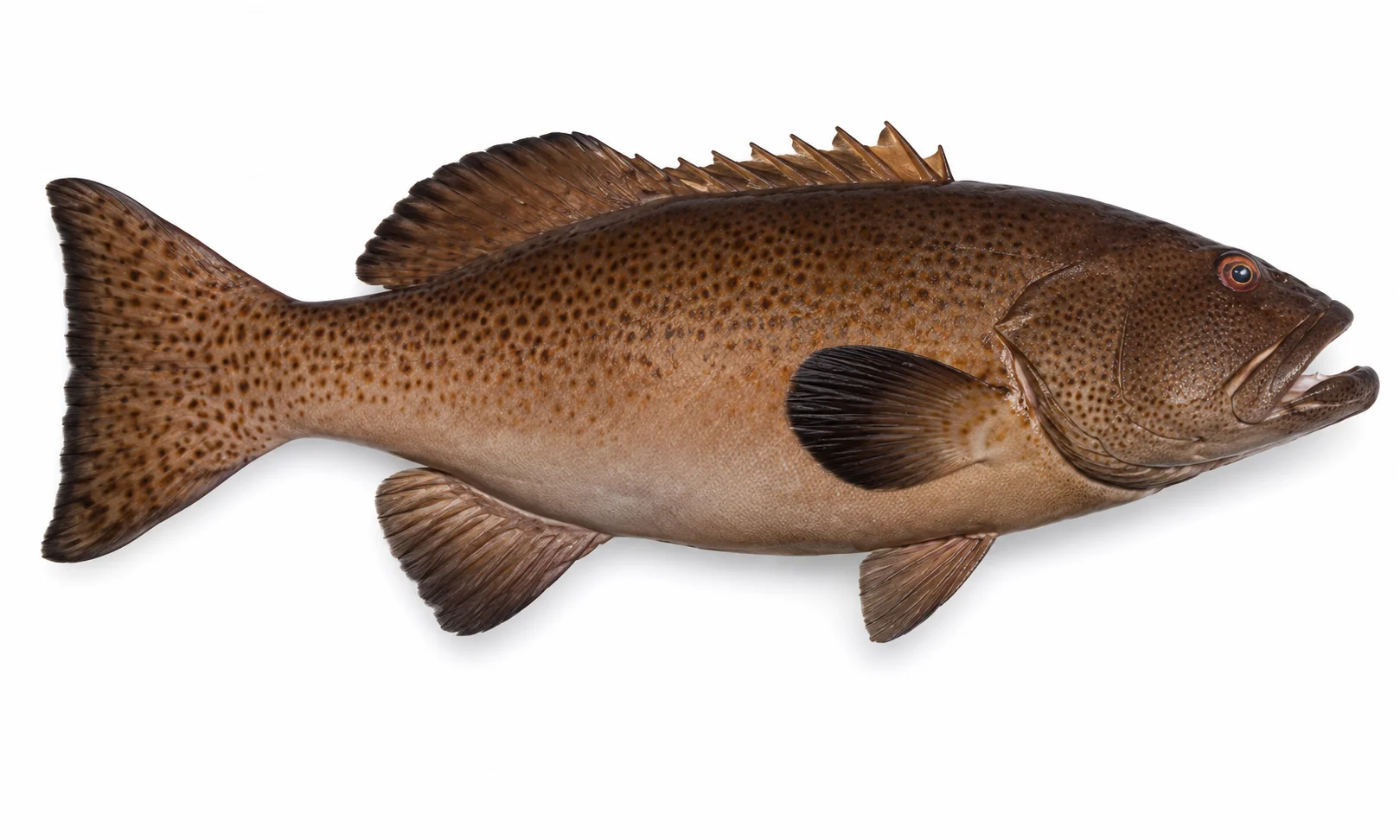 Blue-spotted Coral Grouper