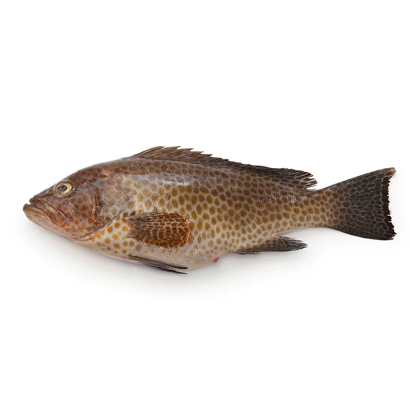 Grouper / Hamour Whole