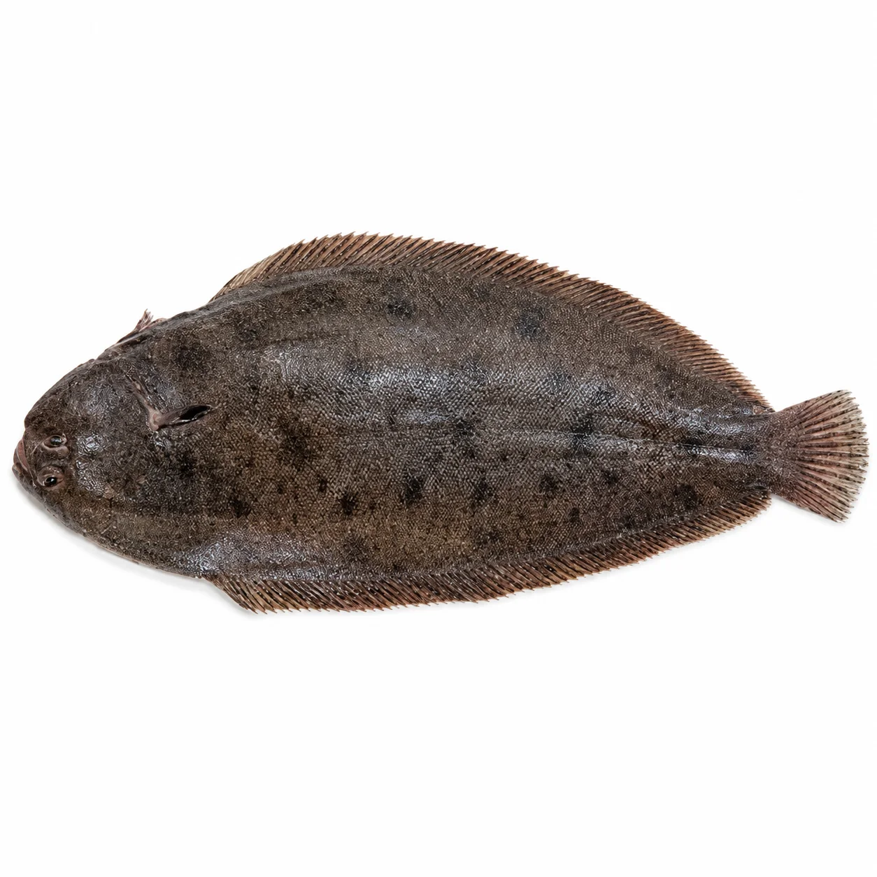 Dover Sole