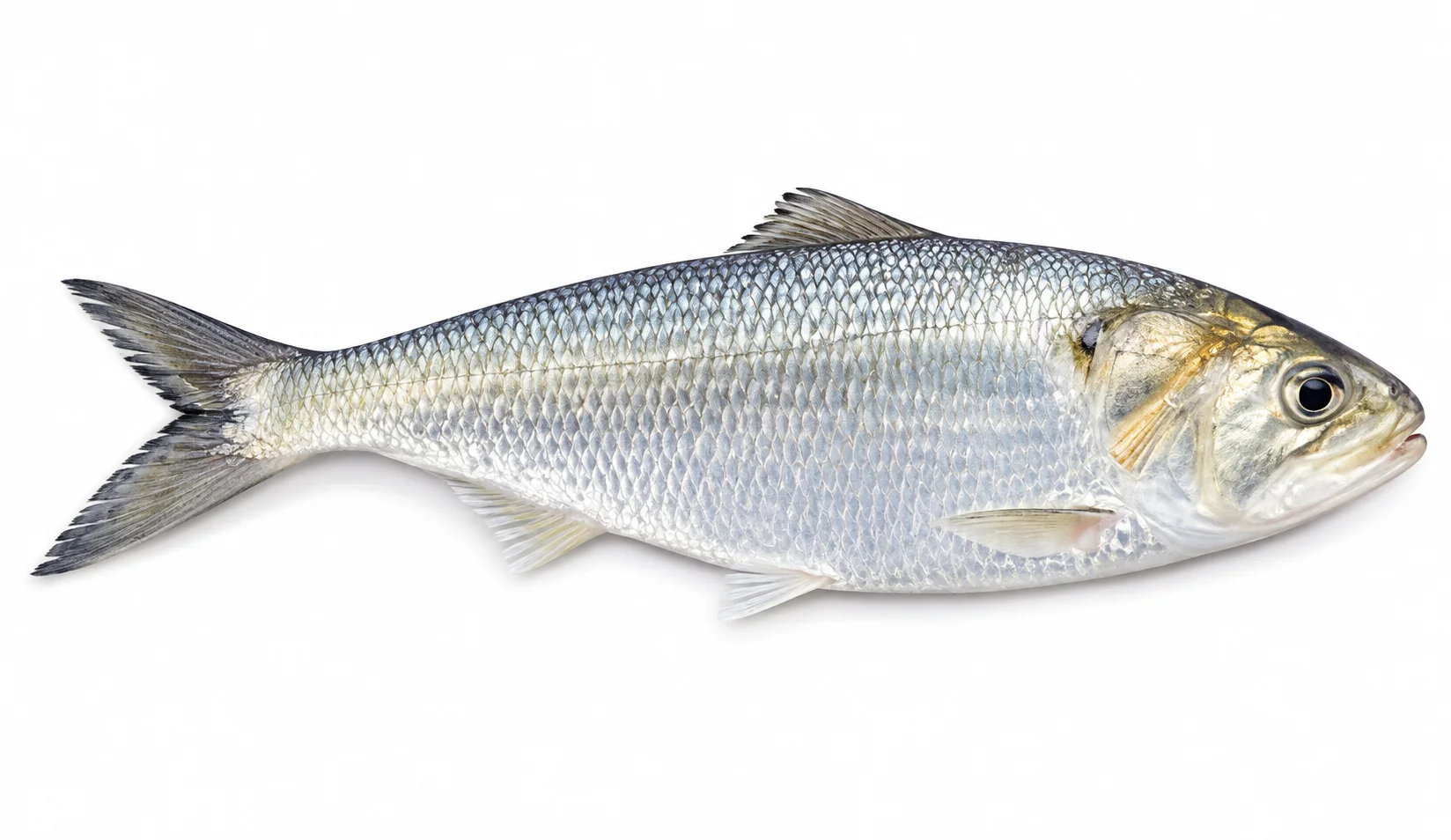 River Shad