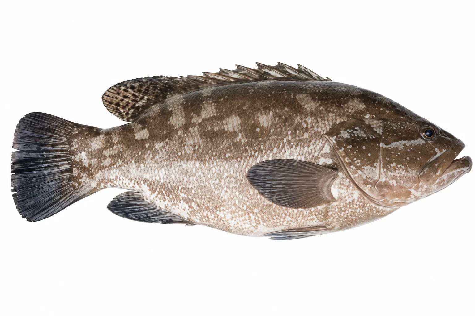 Grouper (Burtam)