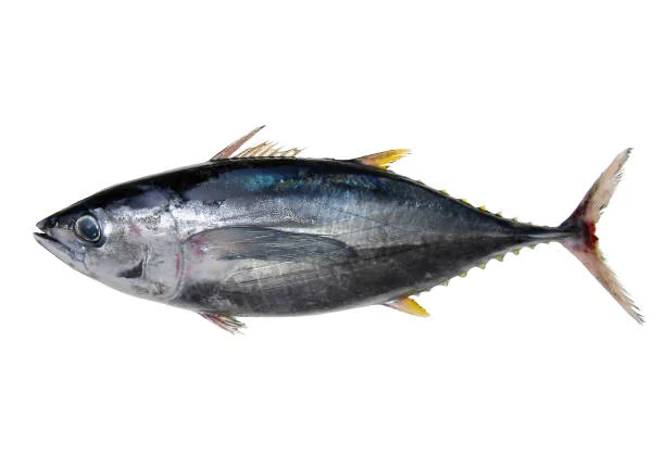 Bluefin Tuna
