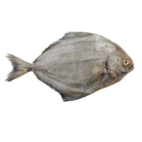 Black Pomfret Whole