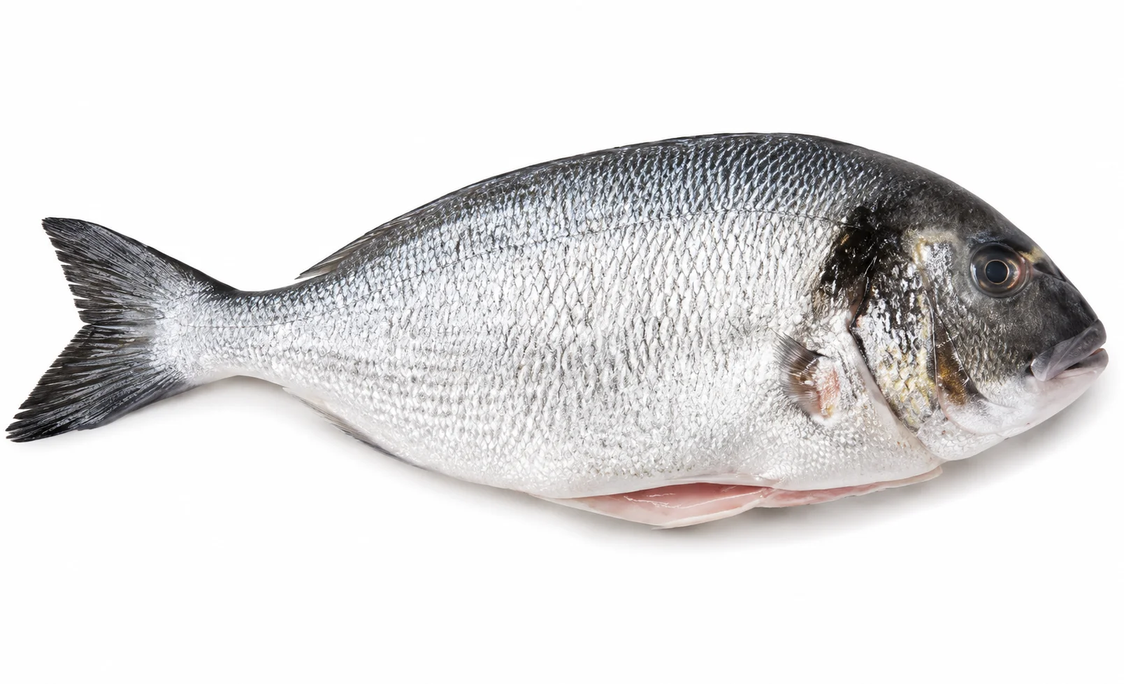 Seabream Whole